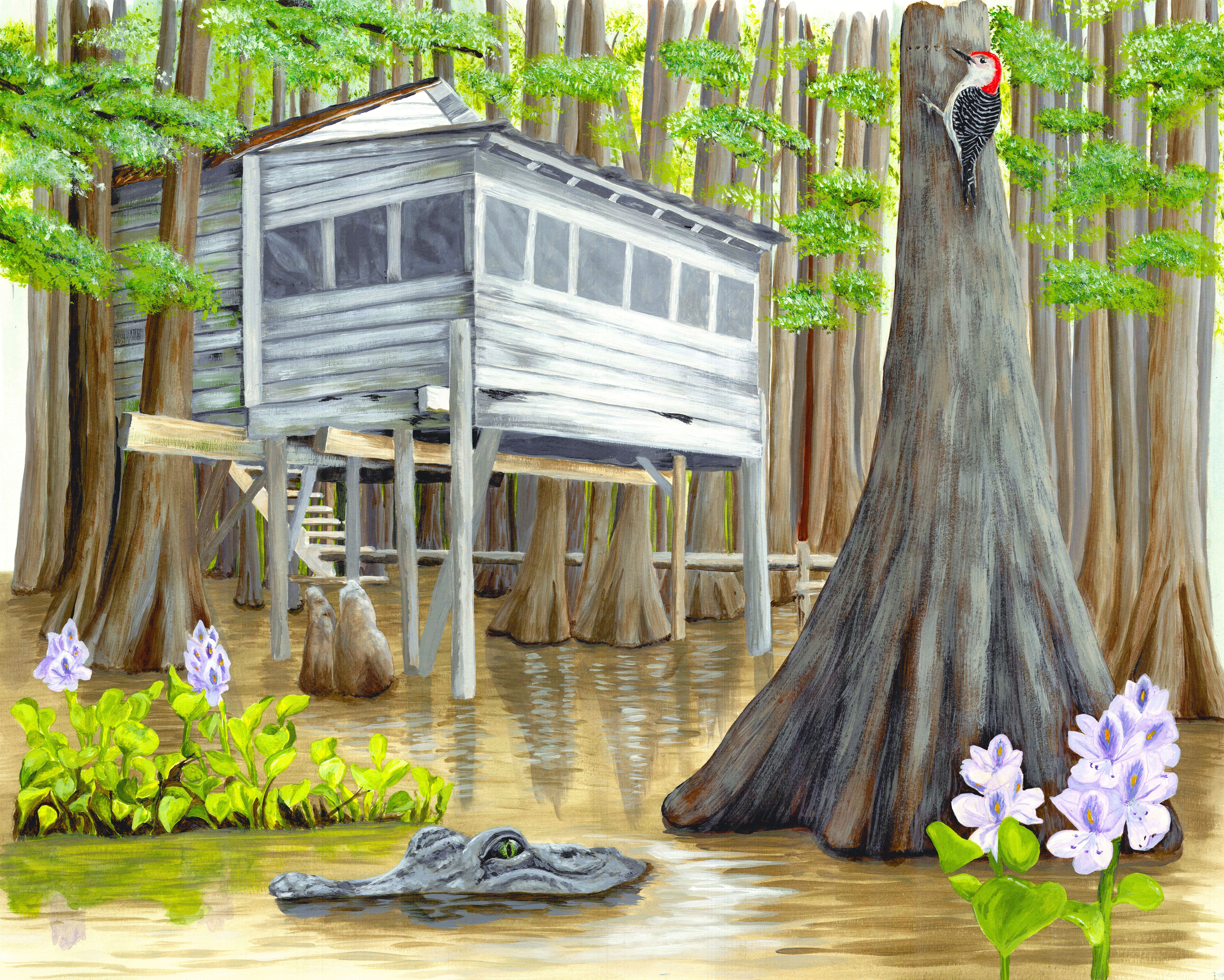 Camp in Southern Wetlands, Alligator in the Swamp, Southern